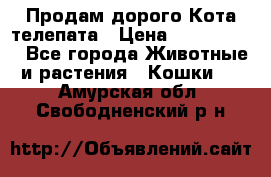  Продам дорого Кота-телепата › Цена ­ 4 500 000 - Все города Животные и растения » Кошки   . Амурская обл.,Свободненский р-н